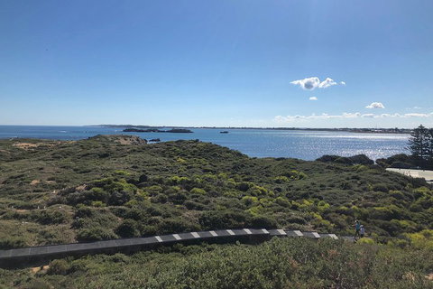 Penguin Island And Fremantle - Canoe, Chocolate & Coffee - Accommodation Adelaide 0
