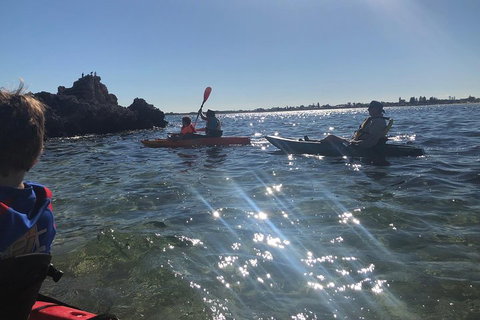 Penguin Island And Fremantle - Canoe, Chocolate & Coffee - Accommodation Adelaide 1