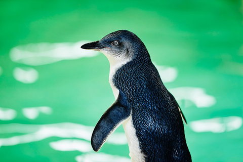 Penguin Island And Fremantle - Canoe, Chocolate & Coffee - Accommodation Adelaide 4