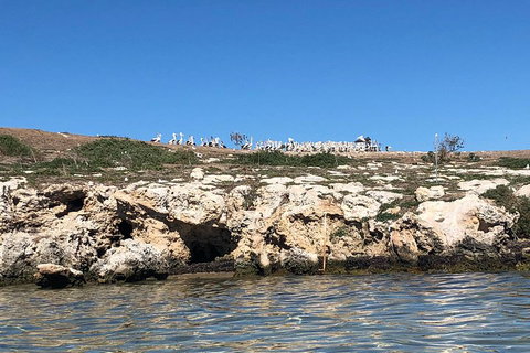 Penguin Island And Fremantle - Canoe, Chocolate & Coffee - Accommodation Adelaide 5