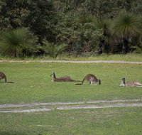Yanchep  Lancelin - Wildlife Cave And Sands - Accommodation Adelaide