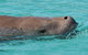 Cruise In Moreton Bay Marine Park And Moreton Island - thumb 3