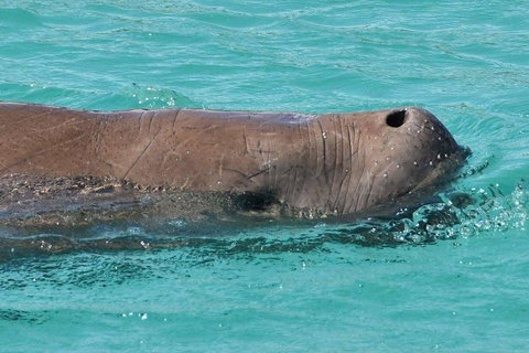 Cruise In Moreton Bay Marine Park And Moreton Island - Accommodation Adelaide 3