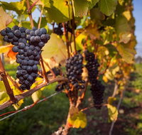 Full Day Tamar Valley Wine Tour - Accommodation Adelaide