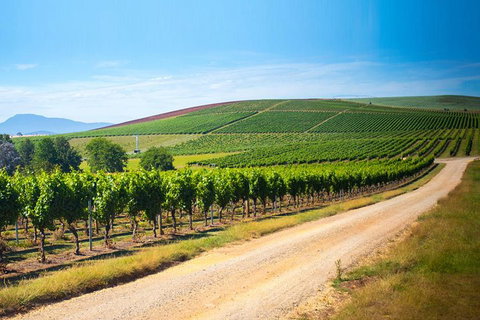 Full Day Tamar Valley Wine Tour - Accommodation Adelaide 1