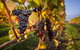 Half Day Tamar Valley Wine Tour - thumb 1