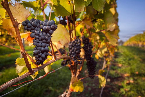 Half Day Tamar Valley Wine Tour - Accommodation Adelaide 1