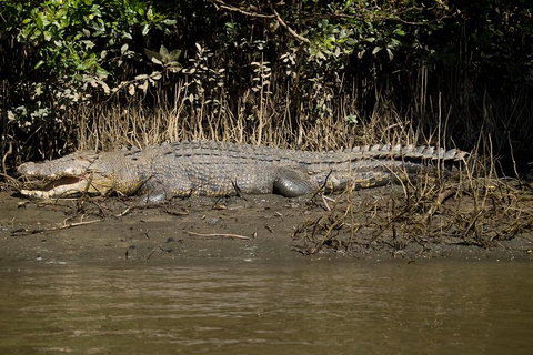 5-Day Best Of Cairns With Daintree, Kuranda, And Great Barrier Reef - Accommodation Adelaide 5