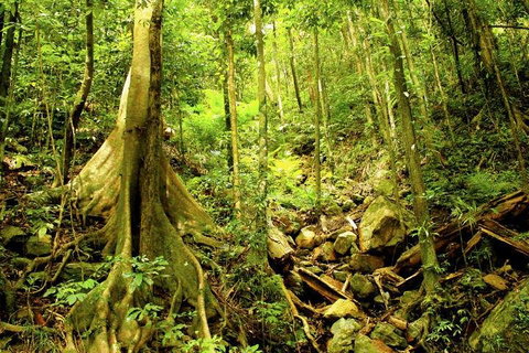 Cairns 4WD Waterfall And Rainforest Tour Including Kuranda Scenic Railway - Accommodation Adelaide 1