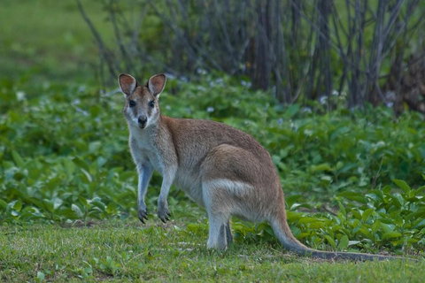 Cairns 4WD Waterfall And Rainforest Tour Including Kuranda Scenic Railway - Accommodation Adelaide 2