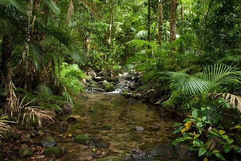 Cairns Reef And Rainforest Combo: Daintree Rainforest And The Great Barrier Reef - Accommodation Adelaide 1