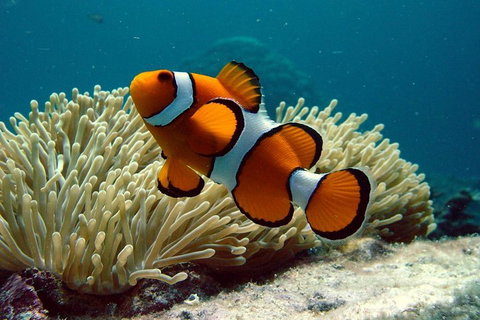 Cairns Reef And Rainforest Combo: Daintree Rainforest And The Great Barrier Reef - Accommodation Adelaide 2