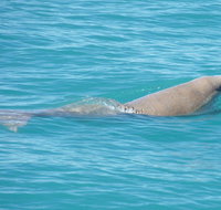 Snubfin Dolphin Eco Cruise from Broome - Accommodation Adelaide