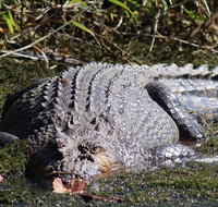 Full Day Tour in the Daintree - Accommodation Adelaide