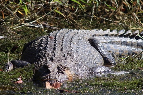 Full Day Tour In The Daintree - Accommodation Adelaide 0