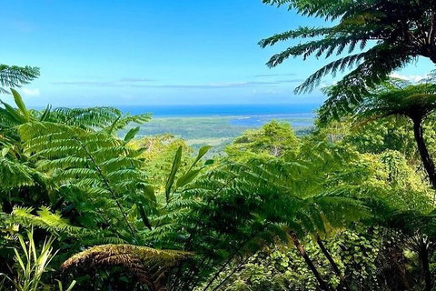 Full Day Tour In The Daintree - Accommodation Adelaide 5