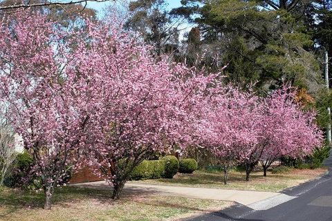 Blue Mountains - Accommodation Adelaide 1