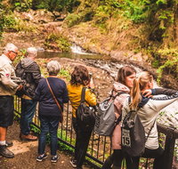 Full-day Springbrook National Park Tour from the Gold Coast - Accommodation Adelaide