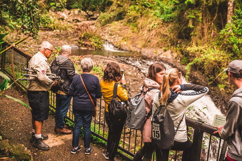 Full-day Springbrook National Park Tour From The Gold Coast - Accommodation Adelaide 0