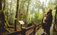 Full-day Springbrook National Park Tour From The Gold Coast - thumb 1