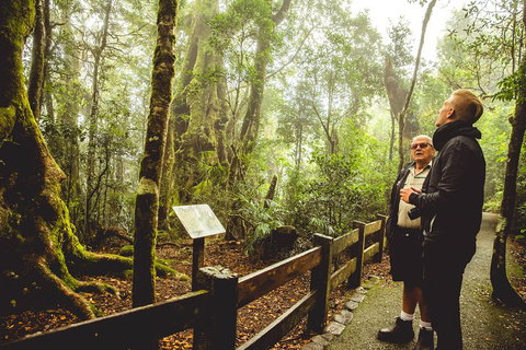 Full-day Springbrook National Park Tour From The Gold Coast - Accommodation Adelaide 1