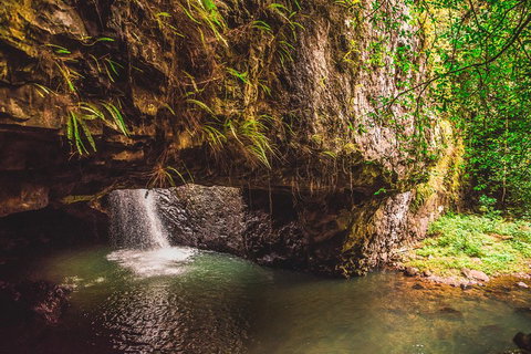 Full-day Springbrook National Park Tour From The Gold Coast - Accommodation Adelaide 4
