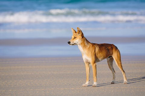 Fraser Island 4WD Tour From Noosa - Accommodation Adelaide 5
