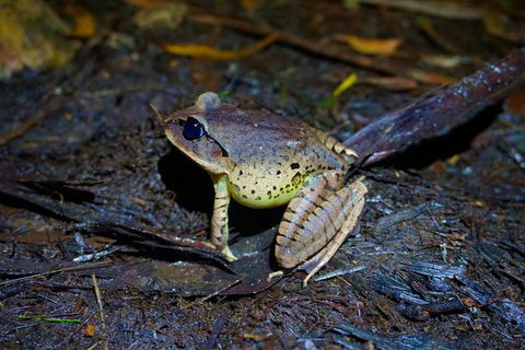 Glow Worms Private Tour - Nocturnal Rainforest Walk - Accommodation Adelaide 0