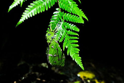 Glow Worms Private Tour - Nocturnal Rainforest Walk - Accommodation Adelaide 2