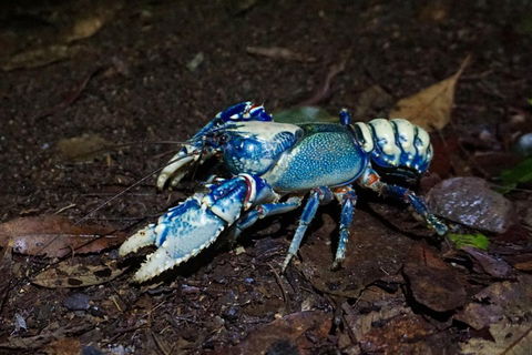 Glow Worms Private Tour - Nocturnal Rainforest Walk - Accommodation Adelaide 4