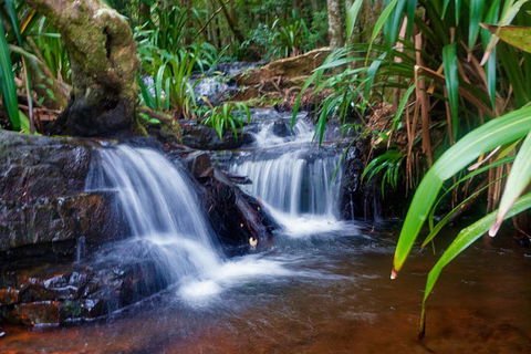 Glow Worms Private Tour - Nocturnal Rainforest Walk - Accommodation Adelaide 5