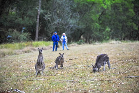Private Blue Mountains And Winery Day-Trip From Sydney - Accommodation Adelaide 5