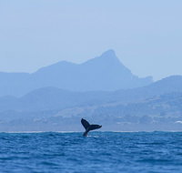The Byron Bay Sea Kayak Tour - Accommodation Adelaide