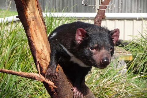 6-Day Tasmania Small-Group Guided Tour With Gourmet Food - Accommodation Adelaide 1