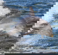 Noosa Oceanrider Scenic Dolphin Safari - Accommodation Adelaide