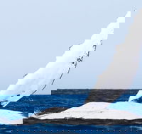 2-Hour Guided Whale Watching Tour at Noosa - Accommodation Adelaide