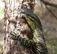 Byron Bay Combo Hinterland Tour Including Minyon Falls and Kayaking with Dolphins - Accommodation Adelaide