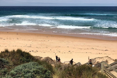 Phillip Island Penguins Private Tour - Accommodation Adelaide 4