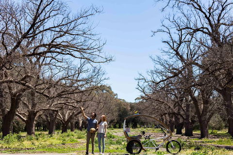 Adelaide 90-Minute Pedicab Tour: Scenic Green & River Experience - Accommodation Adelaide 1