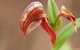 Wave Rock, Wild Flowers And Astro Photography - thumb 2
