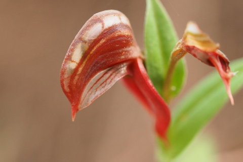 Wave Rock, Wild Flowers And Astro Photography - Accommodation Adelaide 2