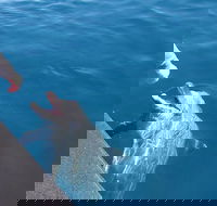 Noosa Thriller - 500hp Ocean Adventure Ride - Accommodation Adelaide