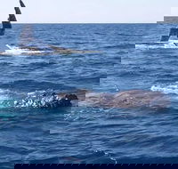 Noosa Whale Watching - Accommodation Adelaide