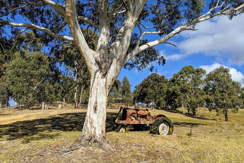 Blue Mountains Private Tour - Wild Kangaroos, Waterfalls And The Three Sisters - Accommodation Adelaide 1