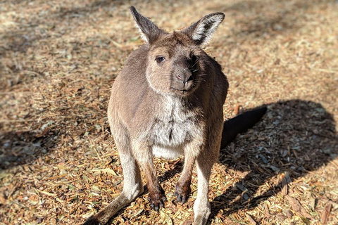 Blue Mountains Private Tour - Wild Kangaroos, Waterfalls And The Three Sisters - Accommodation Adelaide 2