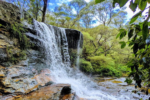 Blue Mountains Private Tour - Wild Kangaroos, Waterfalls And The Three Sisters - Accommodation Adelaide 5