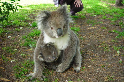 3-Day Private Adelaide To Melbourne Tour - Accommodation Adelaide 5