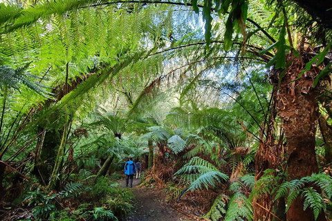 3-Day Adelaide To Melbourne Tour Including The Great Ocean Road - Accommodation Adelaide 2