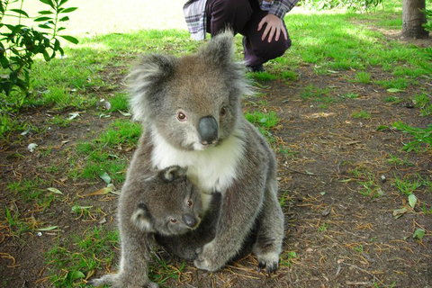 3-Day Adelaide To Melbourne Tour Including The Great Ocean Road - Accommodation Adelaide 3