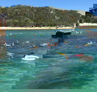 All Inclusive Dolphin and Tangalooma Wrecks Cruise - Accommodation Adelaide